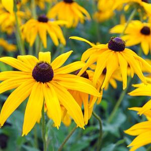 5 vrsta koje ne smeju da se orezuju u oktobru: Ova greška u nezi biljaka će vas koštati lepog vrta na proleće