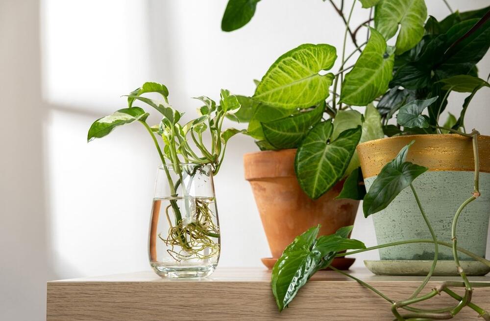 foto: Shutterstock / Svetlana Khutornaia