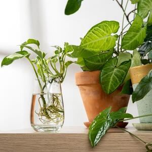 9 mitova o gajenju PUZAVICE NOVCA kod kuće: Ovo su najčešće greške zbog kojih se ZLATNI BRŠLJEN osuši veoma brzo