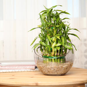 Privlači novac, ljubav i zdravlje, u zavisnosti od broja stabljika: SREĆNI BAMBUS raste bez zemlje i bez sekunda brige