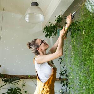 Kako privući novac i obilje u dom? Ovih 7 biljaka donosi finansijsku stabilnost i sreću, prema feng šuiju