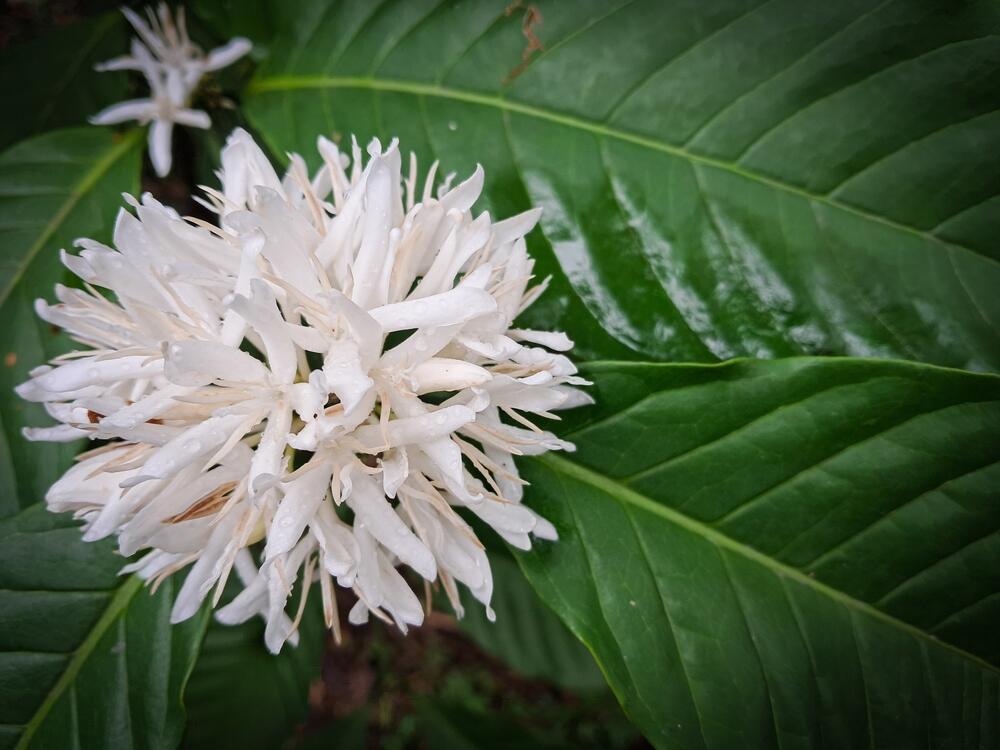 Beli cvet biljke kafa