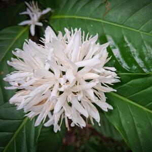 Kako uzgajati kafu kao sobnu biljku? Daje divne cvetove, pa čak i zrna, a traži samo malo ljubavi i nege