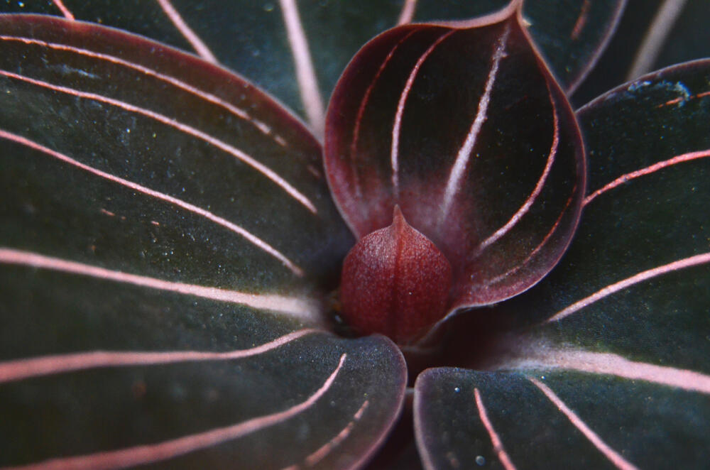 Dragulj orhideja (lat. Ludisia discolor) potiče iz Azije