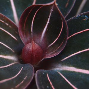 Jedina orhideja koja se ne uzgaja zbog cveta: Njeno lišće je tako veličanstveno da je zovu DRAGULJ, a napreduje u senci