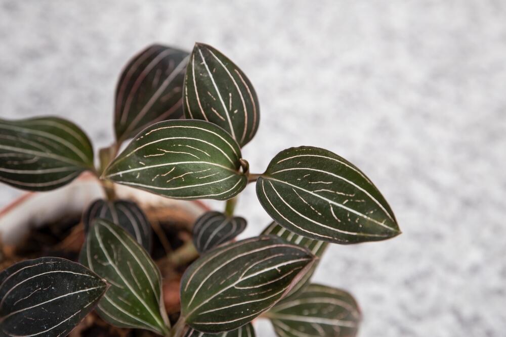 Dragulj orhideja (lat. Ludisia discolor) ima fascinantne listove