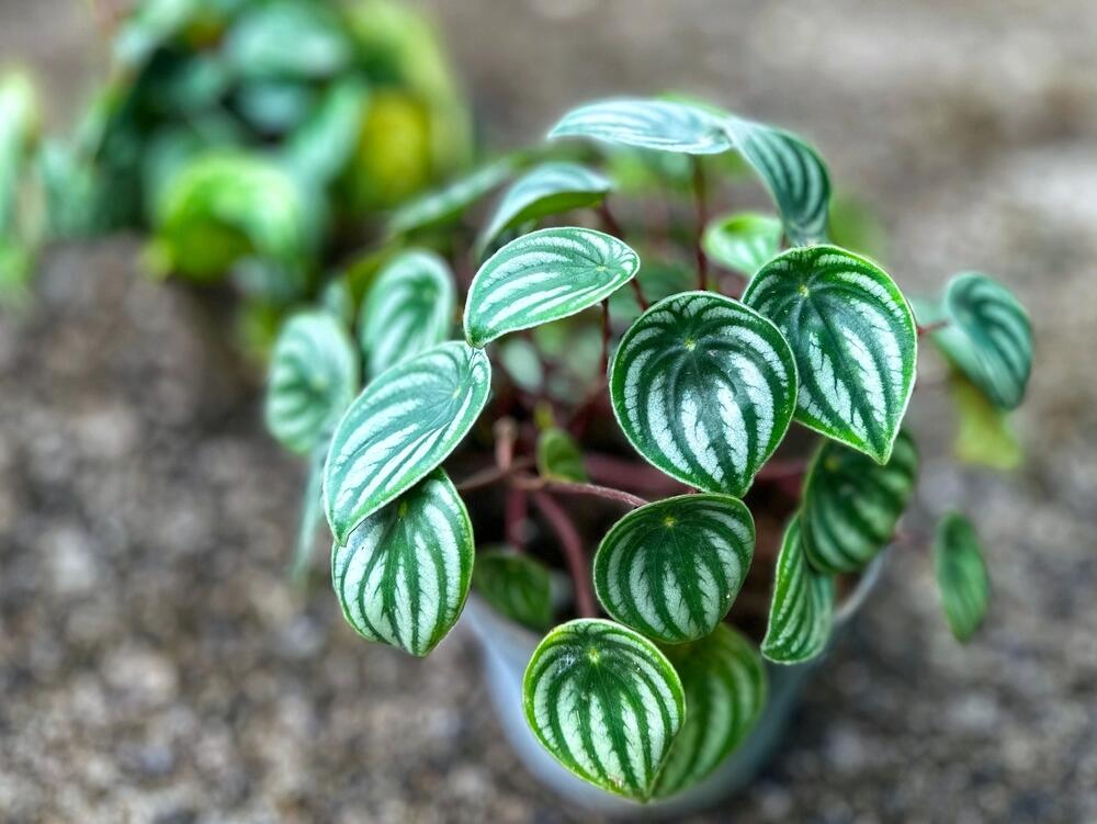 Peperomia argyreia poznata je kao peperomija lubenica jer podseća na koru ovog povrća