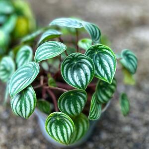 "Radijator biljka" skoro da sama brine o sebi: Biberovac trpi toplotu i ima veličanstveno lišće, a ne podnosi samo jedno