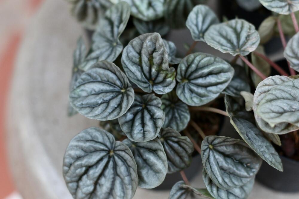 Peperomia caperata naziva se i srebrna i smaragdna peperomija