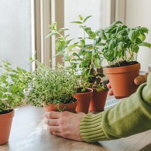 Toplota radijatora i hladan vazduh će ih ubiti: Ove biljke nikako ne držite na simsu prozora tokom zime