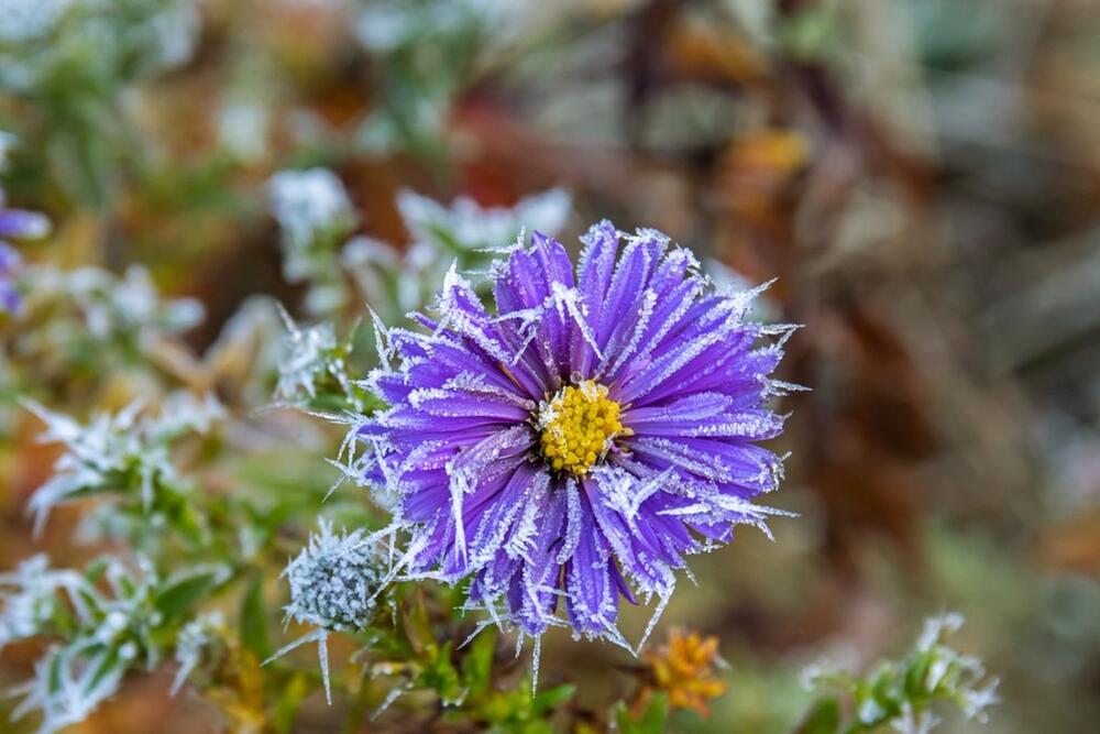 ZIMSKO CVEĆE KOJE CVETA I KAD PADNE SNEG