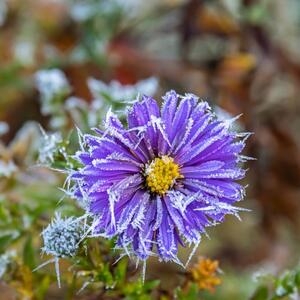 9 biljaka koje cvetaju i tokom najvećeg mraza: Čak i kad ih prekrije sneg ne odustaju, daju tepih najlepših cvetova