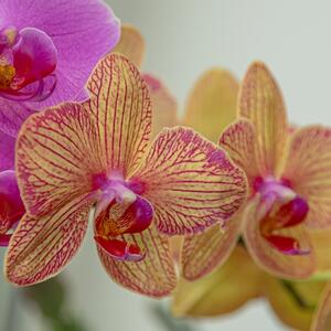 Orhideja će vas obradovati cvetovima i tokom jeseni i zime – ako znate ove tajne: Pravilna nega najlepšeg tropskog cveta