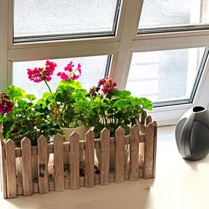 Muškatle cvetaju kao u sred leta! Ako su još zelene dodajte 1 "čarobnu kašiku" u vodu i rezultat će vas oduševiti