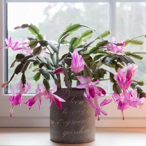 Šlumbergera je malo čudo prirode: Dekorativna, neobična i izdržljiva biljka koja se daruje u danima važnih praznika