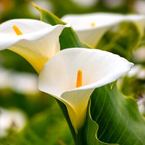 Kale uspevaju u kućnim uslovima ako poslušate ove savete: Najelegantniji cvet traži vrlo malo nege, a odiše otmenošću
