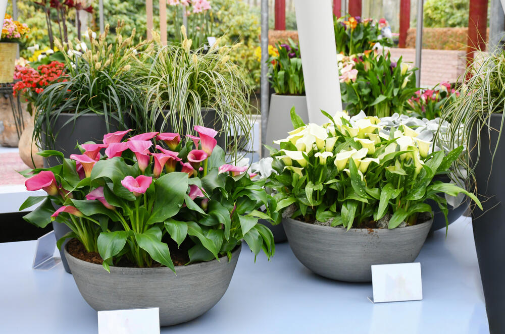 Raznobojne kale u saksijama