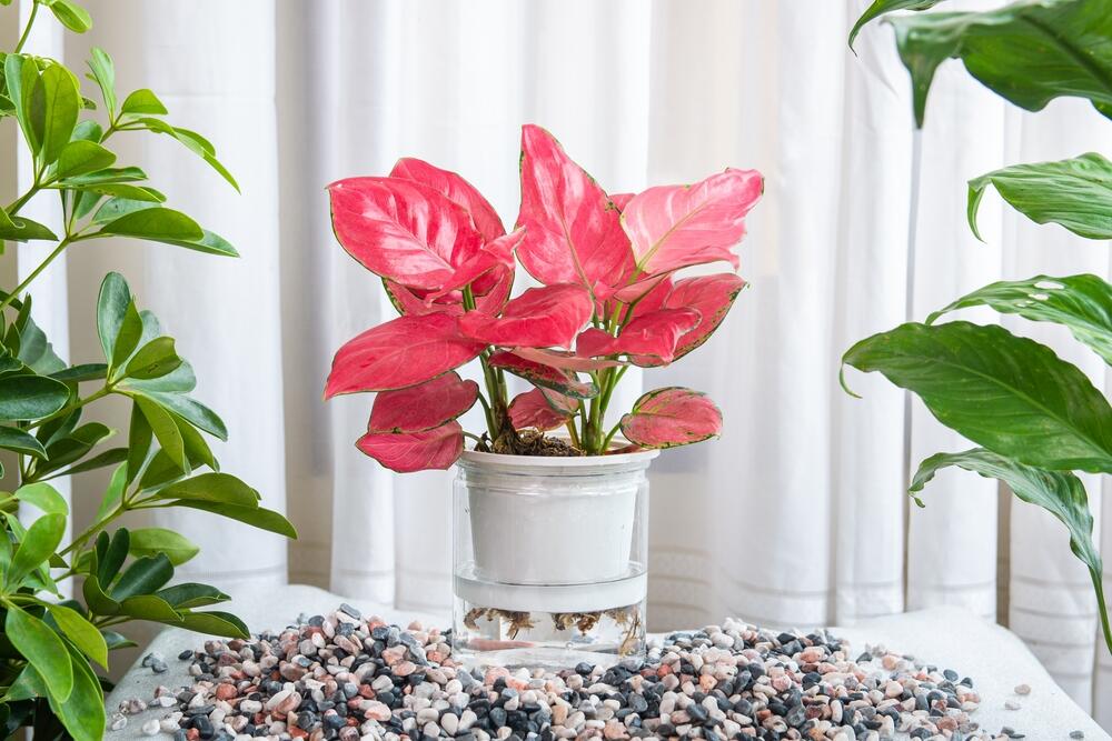 Roze aglaonema poznata je i kao carica i ružičasti valentin