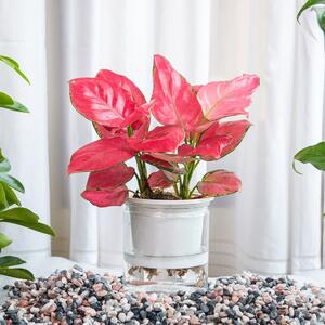 Kad stoji na pravom mestu, ova biljka privlači prosperitet: Tako laka za održavanje da napreduje i neiskusnima sa cvećem