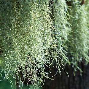 Ne trebaju joj ni zemlja ni zalivanje: Ova sobna biljka svaki prostor čini elegantnim i zanimljivim, a sama brine o sebi