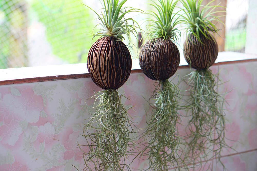 Španska mahovina (lat. Tillandsia usneoides)