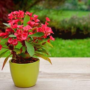 Kako održavati Isusov trn da bude cvet na cvetu tokom cele zime? Česta greška zbog koje postaje samo bodljikavi žbun