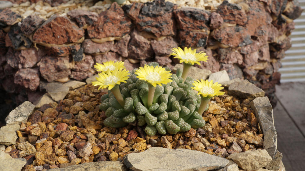 Titanopsis calcarea ima gotovo vanzemaljski izgled