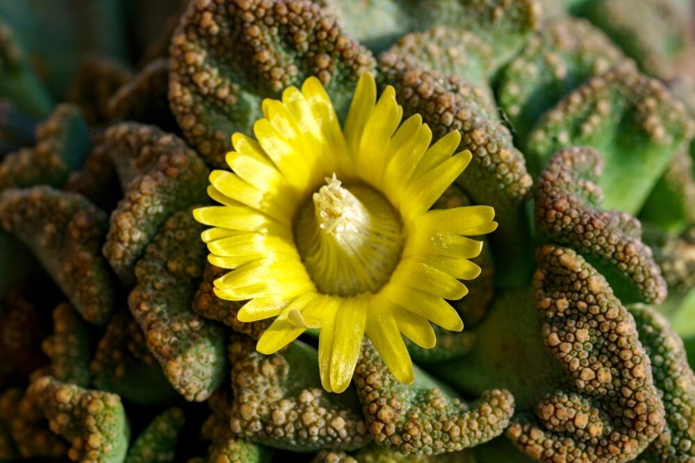 Titanopsis calcarea je sukulentna biljka iz Južne Afrike