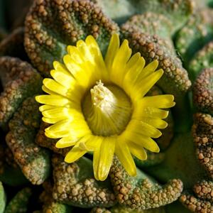 Živi kamen je biljka kojoj skoro da niste potrebni: Izgleda kao da je s druge planete, a zimi daje božanstvene cvetove