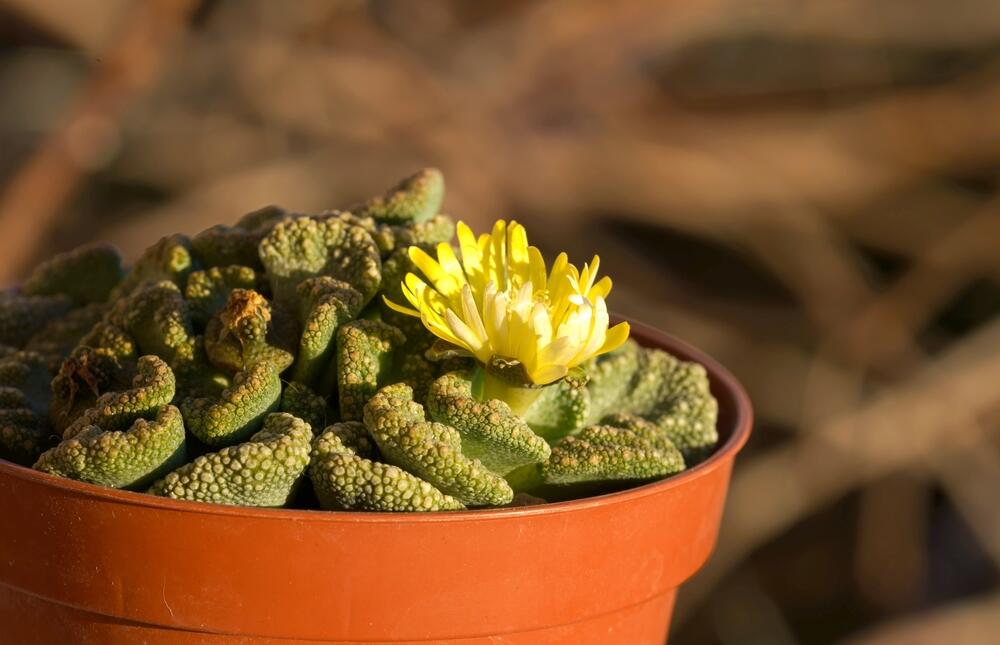 Titanopsis calcarea daje prelepe žute listove na jesen i zimu
