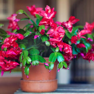 Kako da vaš božićni kaktus procveta tačno za praznike – saveti baštenskih stručnjaka