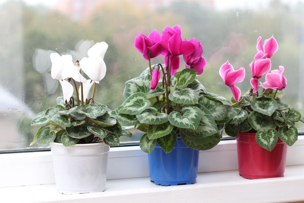 Ciklama ima čak 23 vrste, koje se razlikuju po boji i obliku listova