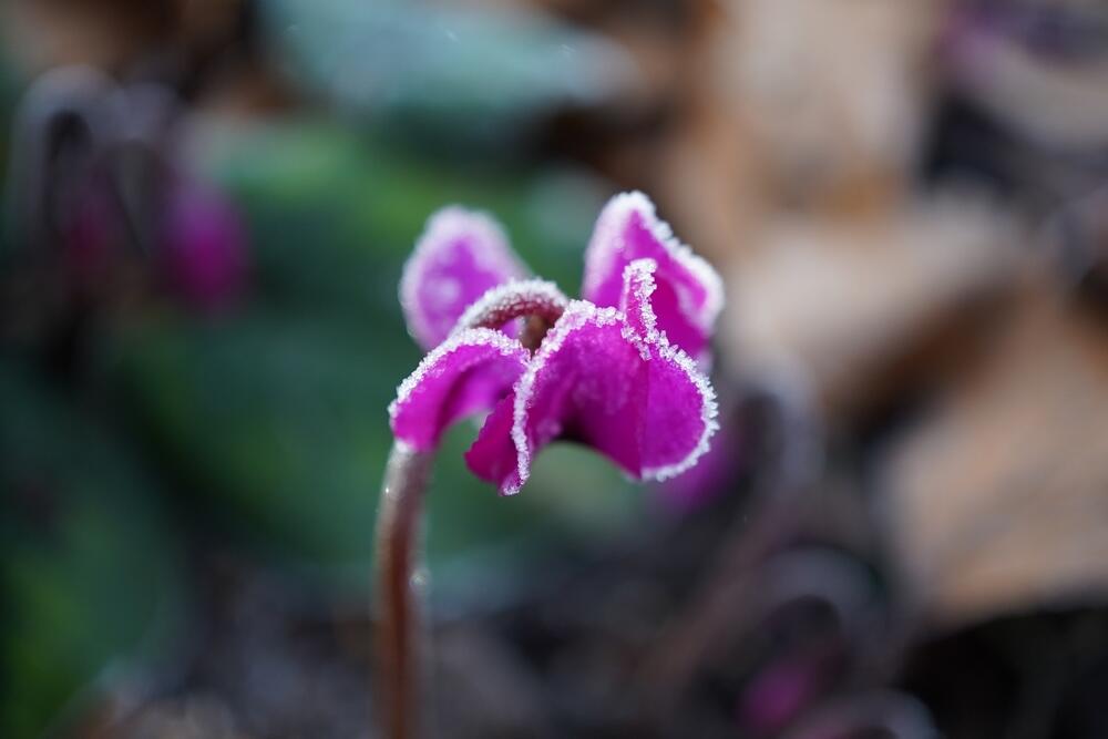Tamnoljubičasta ciklama prekrivena mrazom