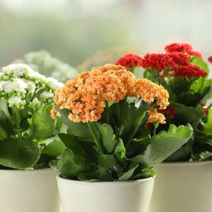 Kako negovati kalanhoju da u decembru cveta kao luda? Saveti uz koje će cele zime cvetovi prelivati iz saksije