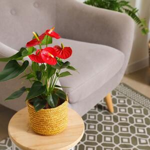 Kako negovati FLAMINGOV CVET da tokom zime cveta punom parom? 3 saveta uz koje će prelivati iz saksije