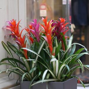 Ako vaš muž hrče nabavite ovu bijku: Zemaljska zvezda sprečava hrkanje, a evo kako da je "naterate" da procveta