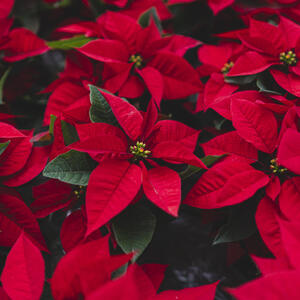 Kad je najbolje kupiti božićnu zvezdu? Saveti za negu predivnog cveta uz koje će vaš dom u vreme praznika biti čaroban