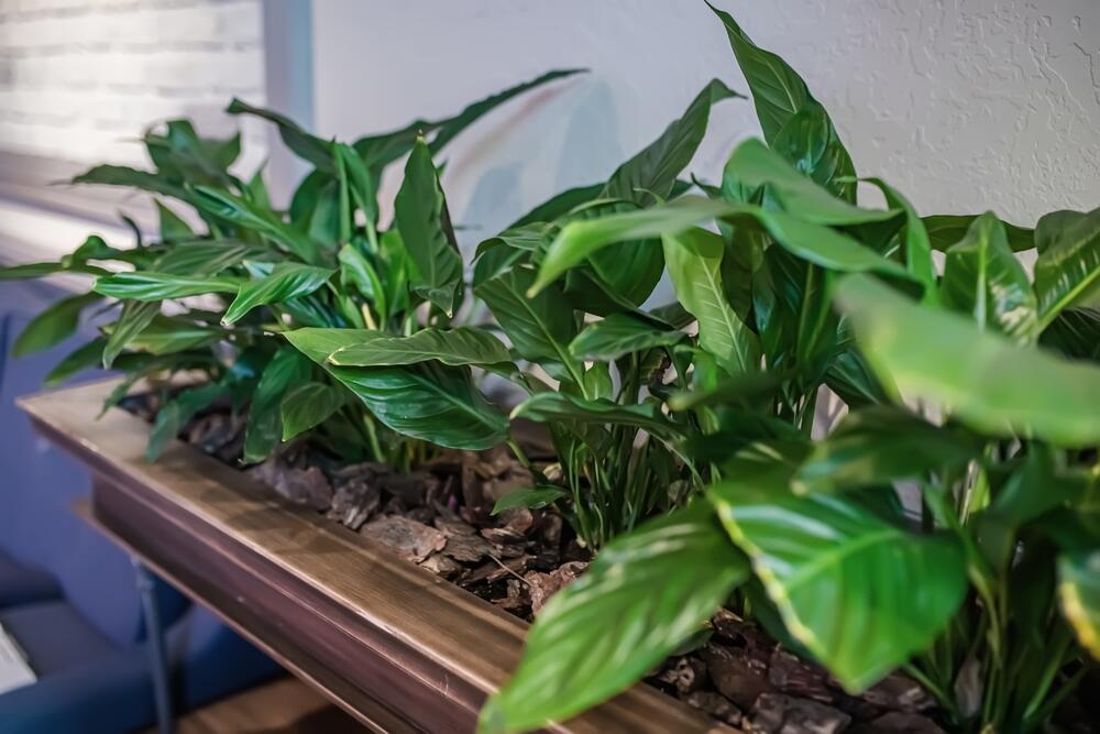 Ukrasni kukuruz (lat. Aspidistra elatior)