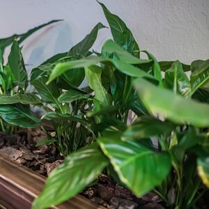 Bez mnogo svetlosti može da živi i 100 godina: 'Sirotinjska palma' je jedna od najotpornijih sobnih biljaka na svetu