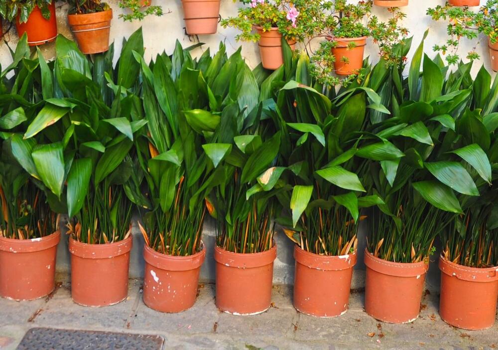 Aspidistra u saksiji
