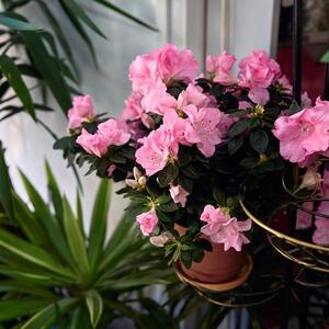 Kako negovati azaleju da cveta tokom cele zime? Od cvetova nećete videti lišće, biće kraljica vašeg prozora