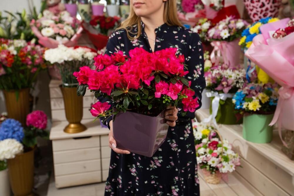 AZALEJA ĆE CVETATI AKO JOJ DATE ODGOVARAJUĆU PRIHRANU 