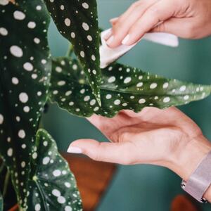 Tačkasta begonija traži malo nege, a pruža eleganciju i prosperitet: Napredovaćete na poslu ako stoji na pravom mestu