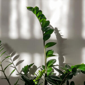 Nezahtevna biljka privlači sreću i novac u dom: Ako hoćete da vam zamija raste kao 'blesava', zalivajte je ovim napitkom