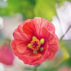 Ukras je svake bašte, a napreduje i u kući ako se neguje pravilno: Sobni javor je lepotan kojim ćete se ponositi