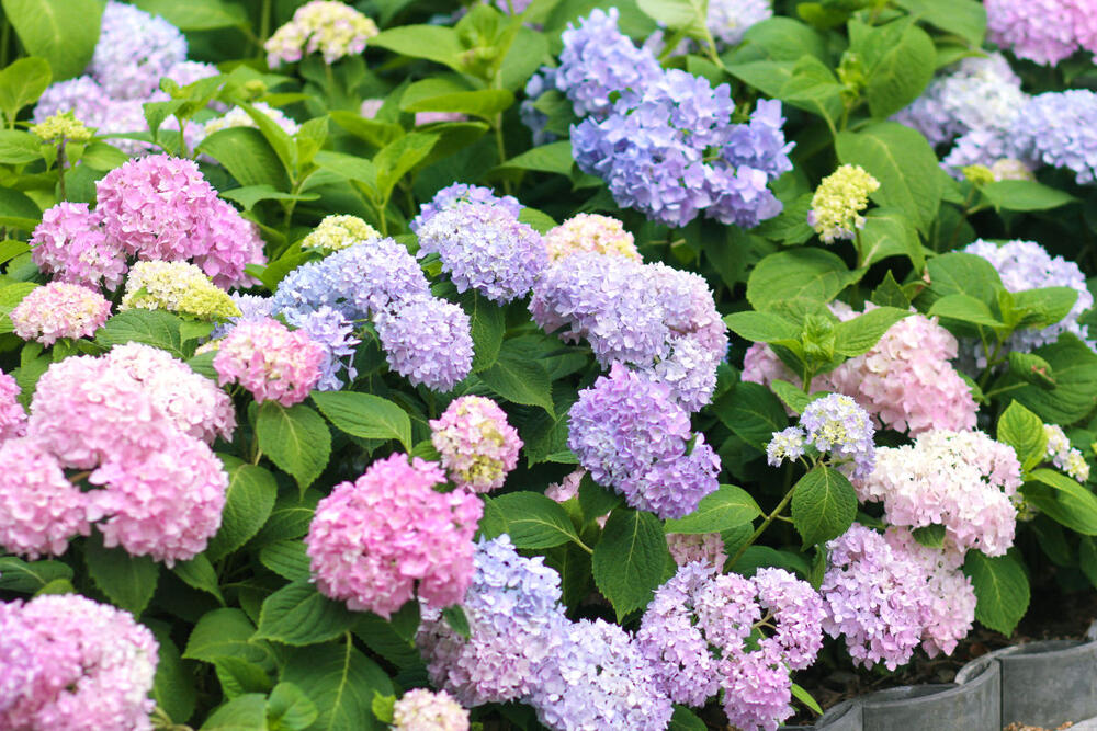 foto: Shutterstock/NAMTHIP THONGTHIP