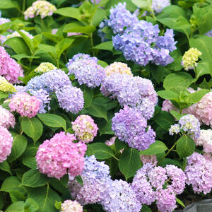 Oduzeće vam samo 5 minuta: Jednostavan zadatak koji treba sad da uradite za bujnije i lepše hortenzije na proleće