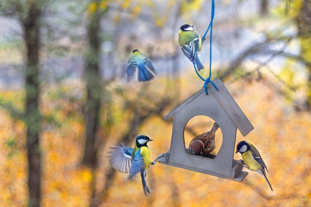 PTICE MOGU DA SE RAZBOLE AKO SE NE VODI RAČUNA O ČISTOĆI HRANILICA
