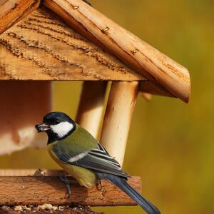 Ako zimi hranite ptice ovo treba da znate: Najčešće greške koje ih mogu koštati glave i čini im više štete nego koristi