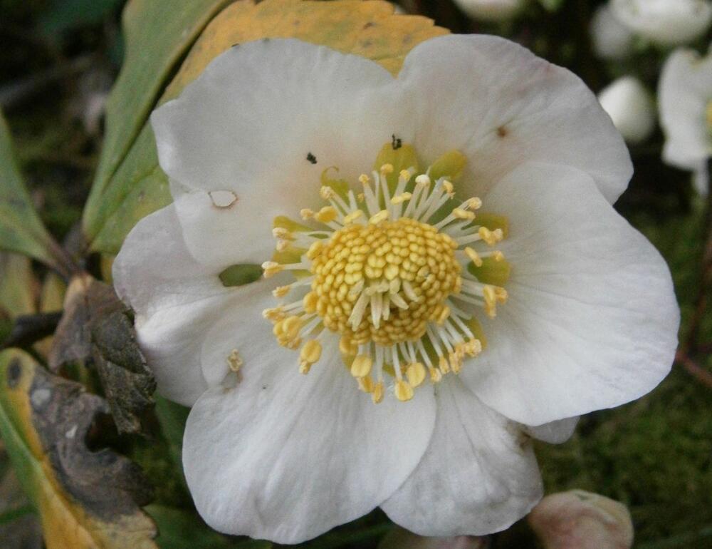 Božićna ruža, odnosno crni kukurek